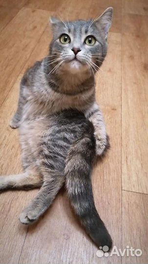 Кошечка Елизавета