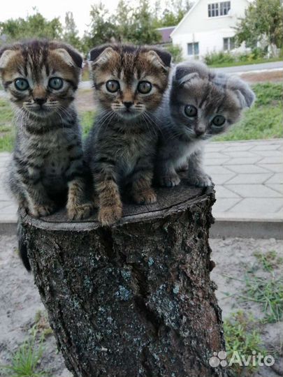 Шотландская вислоухая кошка бесплатно