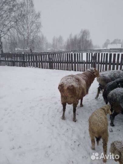 Баран на племя