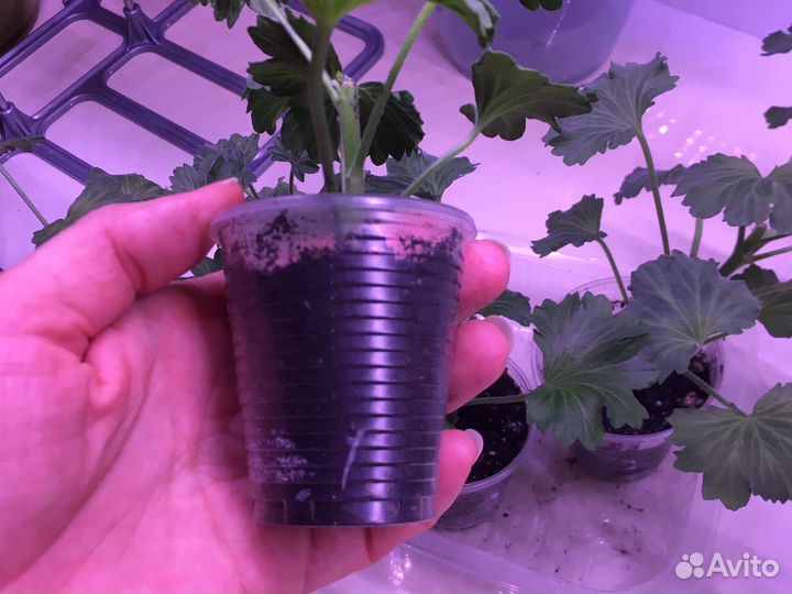 Герань пеларгония стеллар Bronze Butterfly