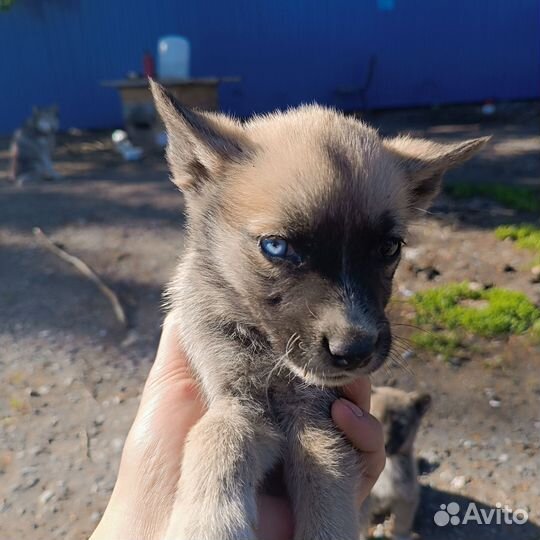 Щенки сибирской хаски