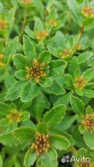 Седум камчатский карамель Sedum kamtshaticum