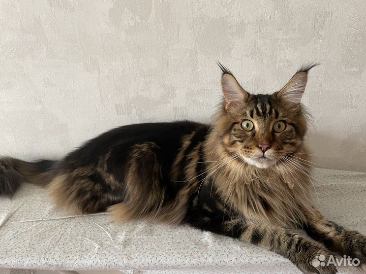 Вязка кот мейн кун