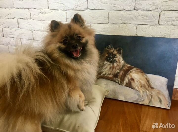 Портрет кошки, собаки на заказ