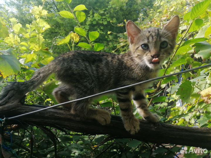 Коты в добрые руки с доставкой