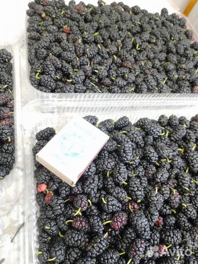 Тутовник спелый домашний,последний сбор