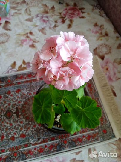 Пеларгония герань сортовая