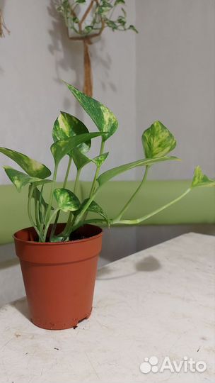 Сциндапсус золотистый