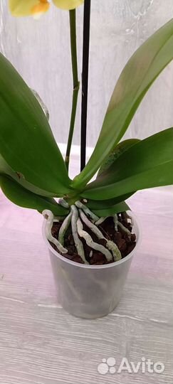 Орхидея фаленопсис La Paz