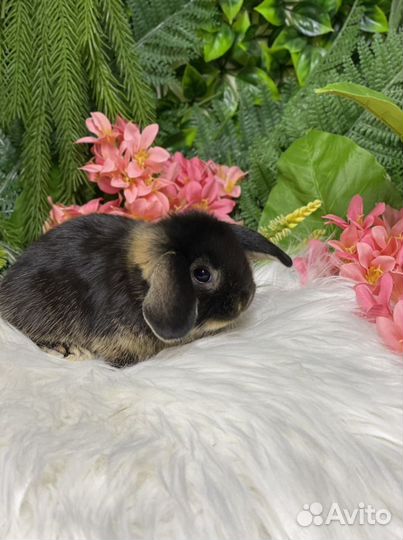 Минилоп редкого окраса