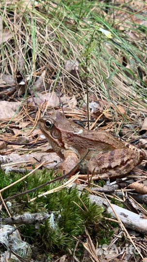 Мох сфангтум