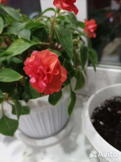 Бальзамин махровый