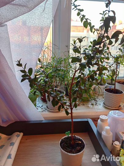 Мирт и мирсина африканская