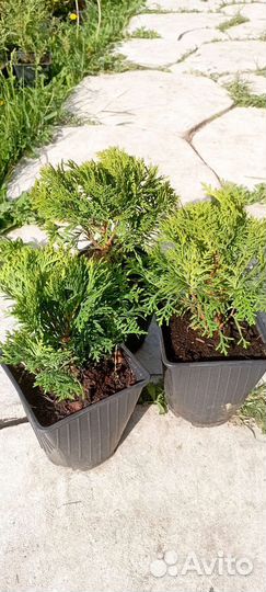 Саженцы туя, ель, можжевельник, сосна хвойные