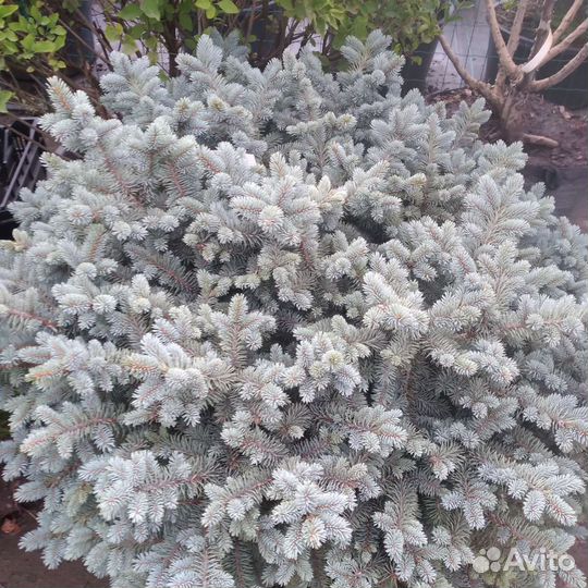 Ель голубая голобоза 6060