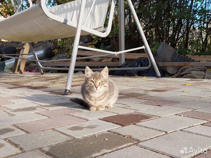 Котята ищут дом