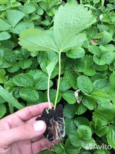 Рассада ремонтантной Клубники Итальянских сортов