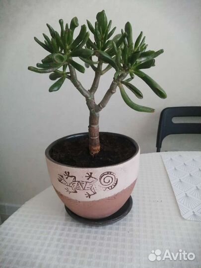 Крассула Хоббит (толстянка)