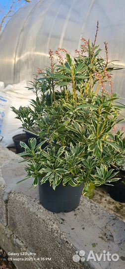 Пиерис japan вариега