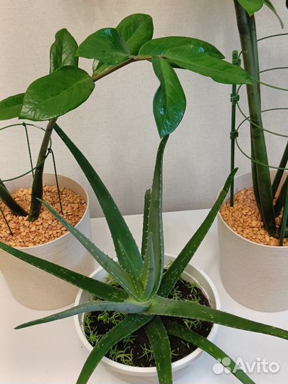 Комнатные растения