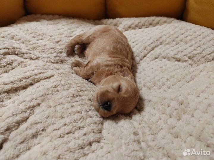 Мальтипу микро