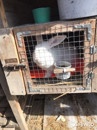 Петухи породы Белифельдер