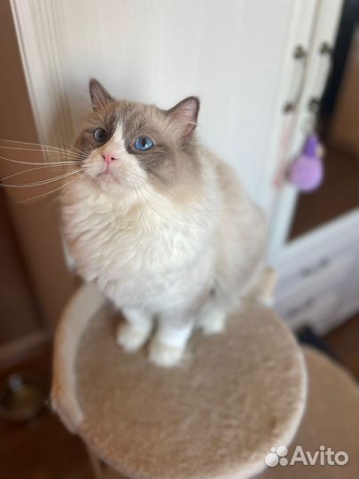 Кот рэгдолл