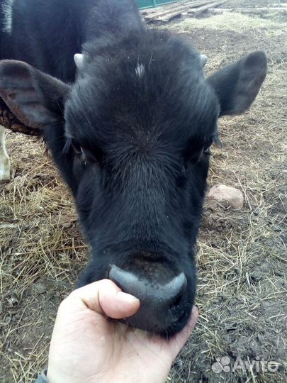 Осеменение коров