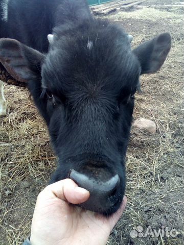 Осеменение коров