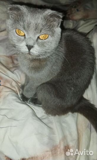 Шотландская вислоухая кошка