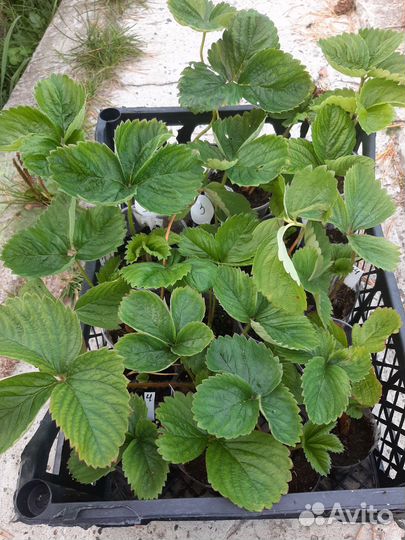 Клубника сортовая