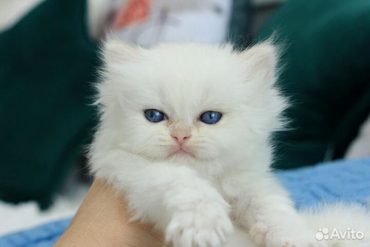 Британская девочка Йота