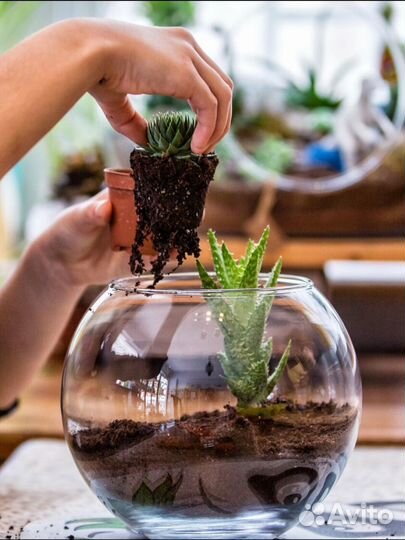 Мастер-класс по флорариуму (мини-садику)