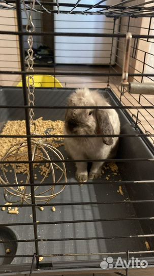 Кролик вислоухий