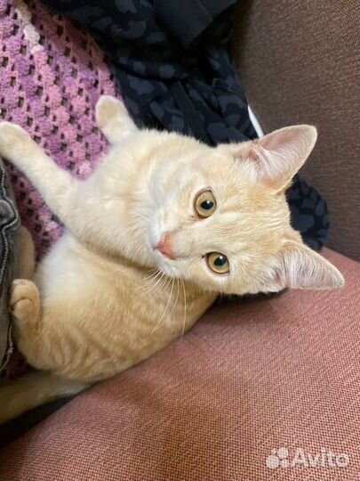 Котенок в добрые руки