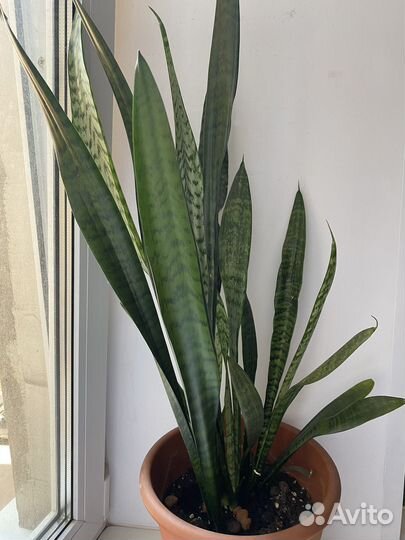Комнатные цветы- сансевиерия(тещин язык)