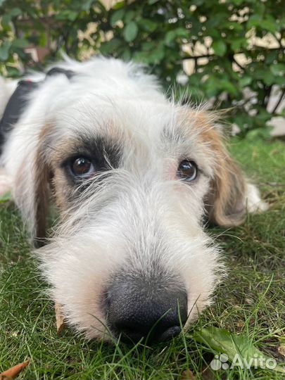 Мальчик-пес Чарли