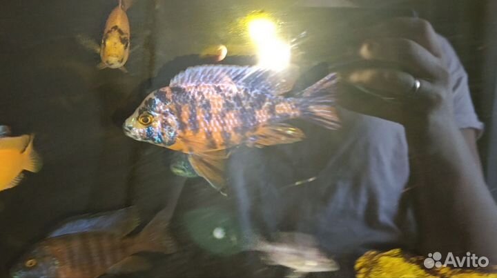 Аквариумные рыбки. Малавийские цихлиды