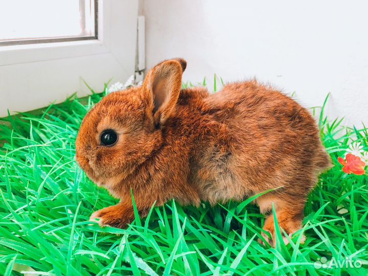 Карликовый кролик - вислоухий баран