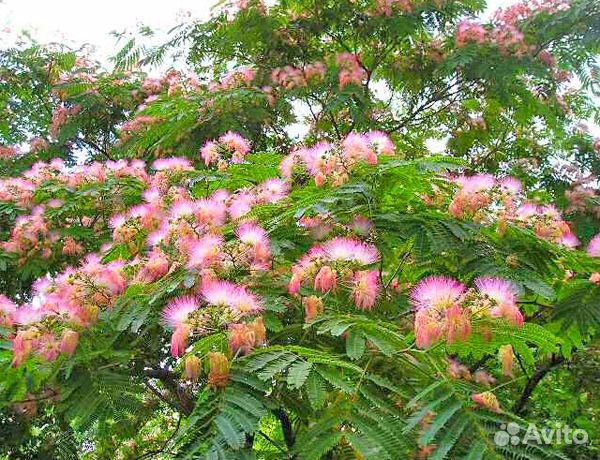 Альбиция двулетка Глициния Бересклет