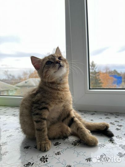 Котик Леопольд