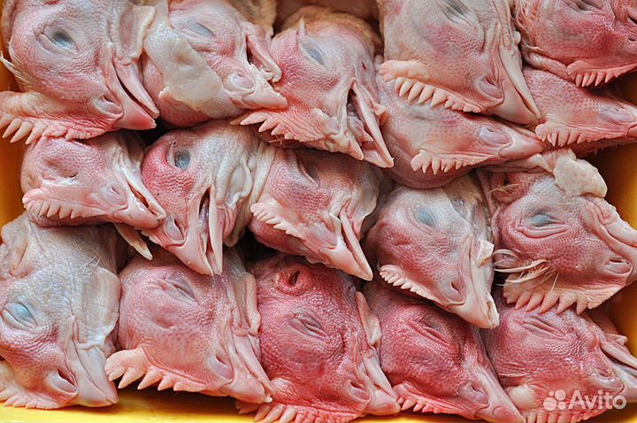 Мясо для собак Гатчина