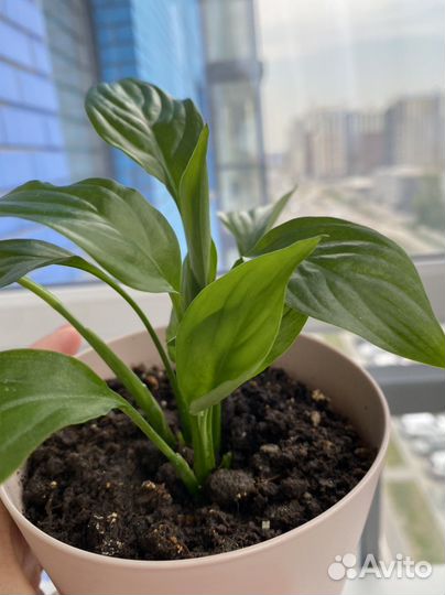 Спатифиллум в горшке