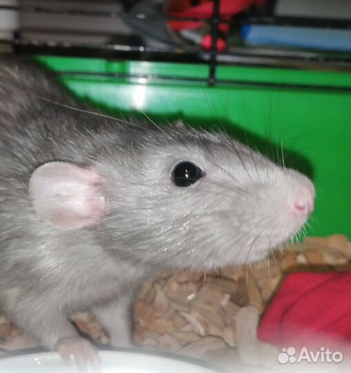 Крыса дамбо