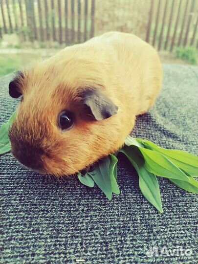 Морская свинка Калифорния