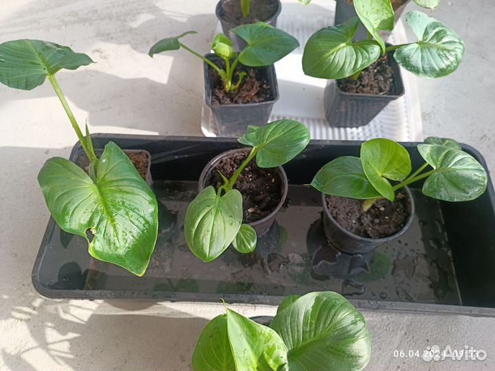 Каллы белые