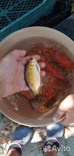 Рыбки кои-караси