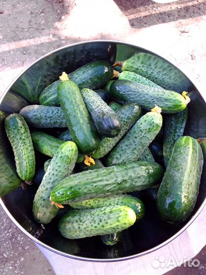 Огурцы 180