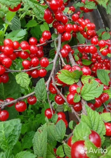 Вишня войлочная. Крупноплодная. Карлик. Саженцы