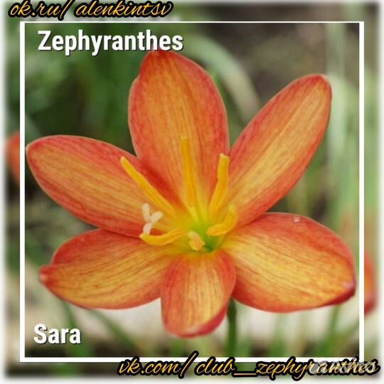 Зефирантес